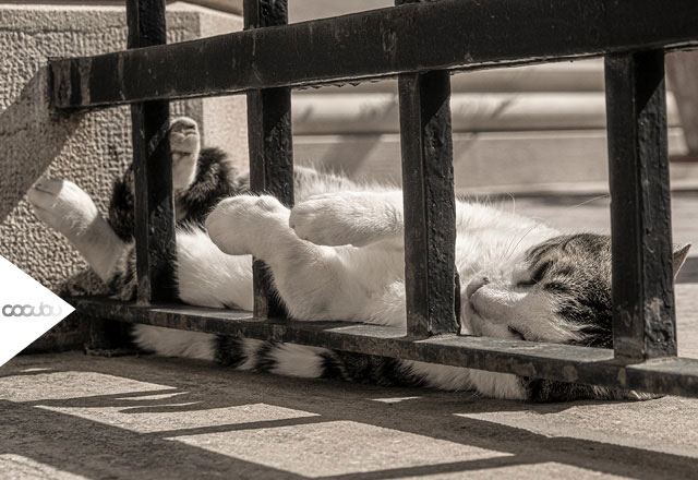 Wer kann schon einem Katzenbild wiederstehen?